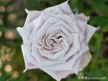 曼塔月季，神秘與優(yōu)雅并存玫瑰
