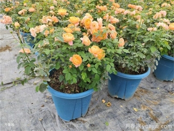 月季想要秋花開(kāi)得爆？施肥攻略要做好