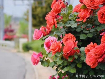 麗江月季應用和景觀(guān)圖集