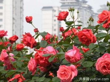 凱里月季市花文化和景觀(guān)圖集