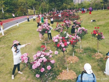 梧州月季應用和景觀(guān)圖集