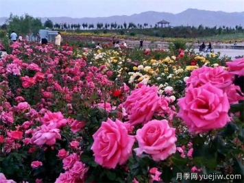 金昌月季市花文化和景觀(guān)圖集