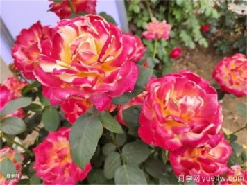 慶陽(yáng)月季應用和景觀(guān)圖集