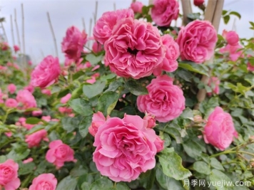 粉色達芬奇月季，花量大一枝多頭的小型藤本月季