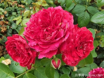 常見(jiàn)園林植物整形修剪—?現代月季