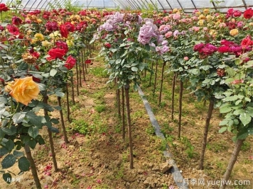 一株月季花開(kāi)多色，芽接教你如何做到
