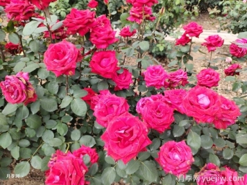 盆栽月季花越開(kāi)越小怎么回事？