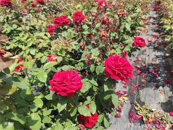 家里月季花葉子變黃，原來(lái)是因為這5個(gè)原因