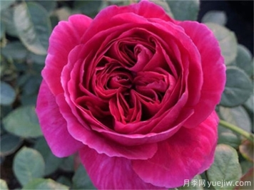 伊芙酒窖月季，花香迷人養護簡(jiǎn)單