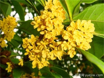 桂花都有哪些品種？哪種最香最好看？