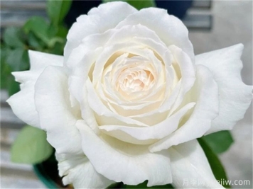 保羅三世月季，近乎完美的白色月季花