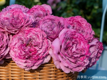 揭秘月季花語(yǔ)：不同數量下的獨特寓意