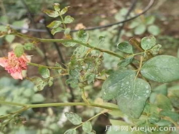 想要月季秋花開(kāi)的美，關(guān)鍵是防治薊馬
