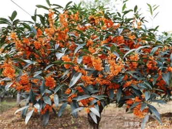 桂花樹(shù)常見(jiàn)病蟲(chóng)害識別及防治