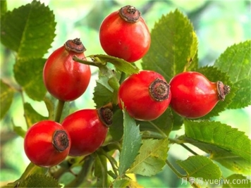 月季花種子怎么種？月季種植方法和時(shí)間