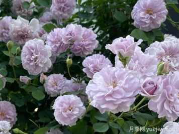 藍色陰雨月季，花量大、長(cháng)勢快、花色清新