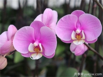 蘭花種植與養護，入門(mén)必看！