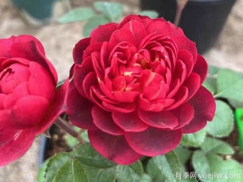 櫻桃果汁月季，勤花，花型優(yōu)美，香氣宜人