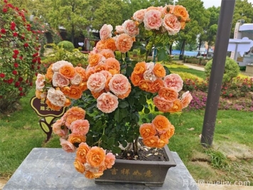 花友經(jīng)驗分享，封閉陽(yáng)臺如何養花月季花？