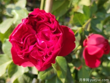 紅色龍沙寶石，花期長(cháng)，耐熱又抗病