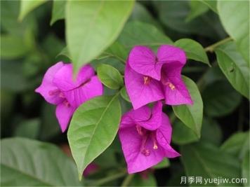 葉子花簡(jiǎn)介，三角梅養殖注意事項