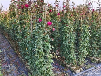 綠籬模紋造型植物、草坪修剪技術(shù)及冬剪知識要點(diǎn)