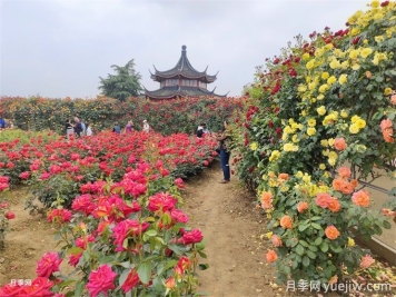 古建園林的特點(diǎn)和常見(jiàn)植物品種配置