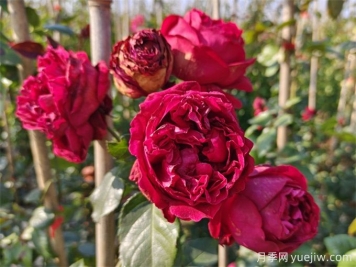 紅色龍沙寶石月季花朵打不開(kāi)怎么回事？