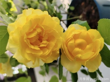 推薦7個(gè)花期超長(cháng)的月季品種，而且勤花多頭