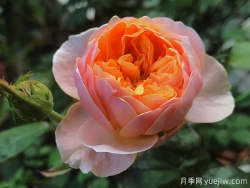 4種花期超長(cháng)的月季花，養一盆長(cháng)期有花賞