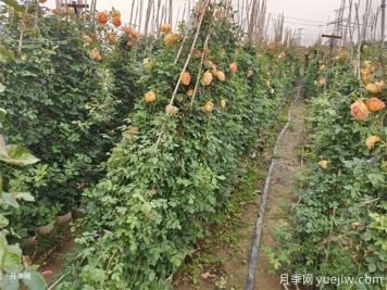 降溫了，月季筍芽要剪嗎？