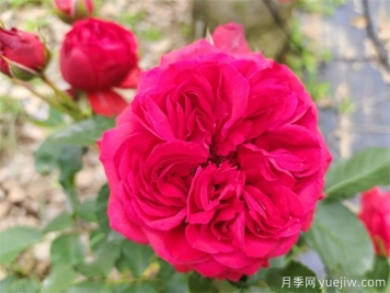 紅蘋(píng)果月季，典雅紅色，花期春夏秋三季