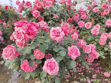 月季花期可以施肥嗎？月季施肥全指南