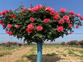 月季花期可以施肥嗎？應該施什么肥呢？