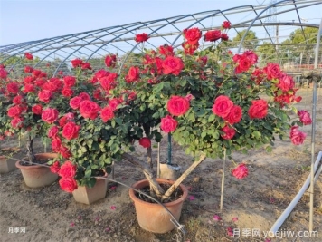 月季如何才能有更多分枝、開(kāi)花更多？