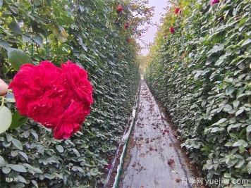 紅色月季花墻網(wǎng)片現貨，打造網(wǎng)紅景觀(guān)