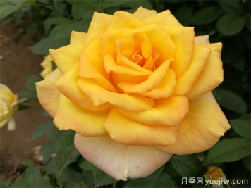 室內如何養月季？掌室內養花也能爆盆