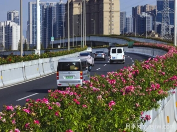 浙江寧波10月“一路生花”的高架月季又開(kāi)了