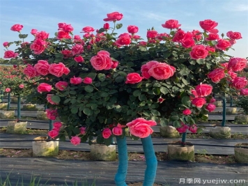 月季花的修剪原來(lái)大有學(xué)問(wèn)