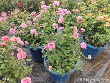 新手養花選月季，讓月季花美麗家園