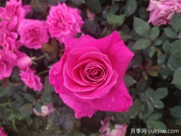 古人的名花十二客，12種名花