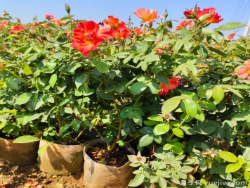 月季生長(cháng)停滯不發(fā)新芽咋辦？如何破解月季僵苗？