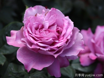 陽(yáng)光不充足也能養月季嗎？