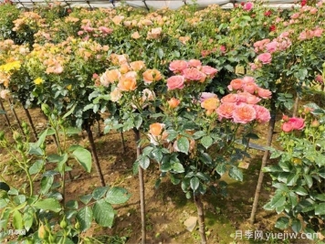 夏天月季葉片枯萎焦黃怎么辦？