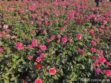 地栽月季比盆栽月季長(cháng)得更好開(kāi)花更多？