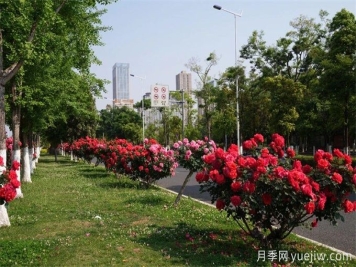昆明市呈貢區2500余株樹(shù)狀月季齊綻放，街頭處處是風(fēng)景