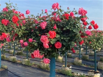 月季修剪越厲害開(kāi)花越多？月季修剪方法