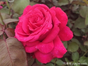 為什么月季噴藥之后沒(méi)效果？
