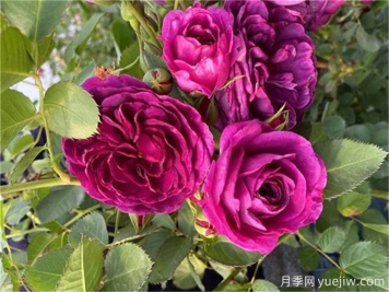 月季秋季花期，如何保證秋天花開(kāi)爆盆？