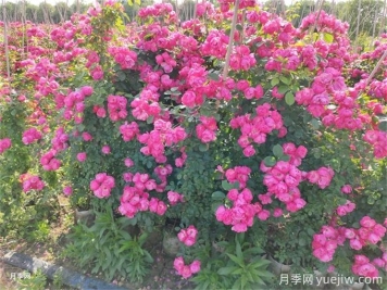 種月季光靠有機肥就能長(cháng)得好嗎?